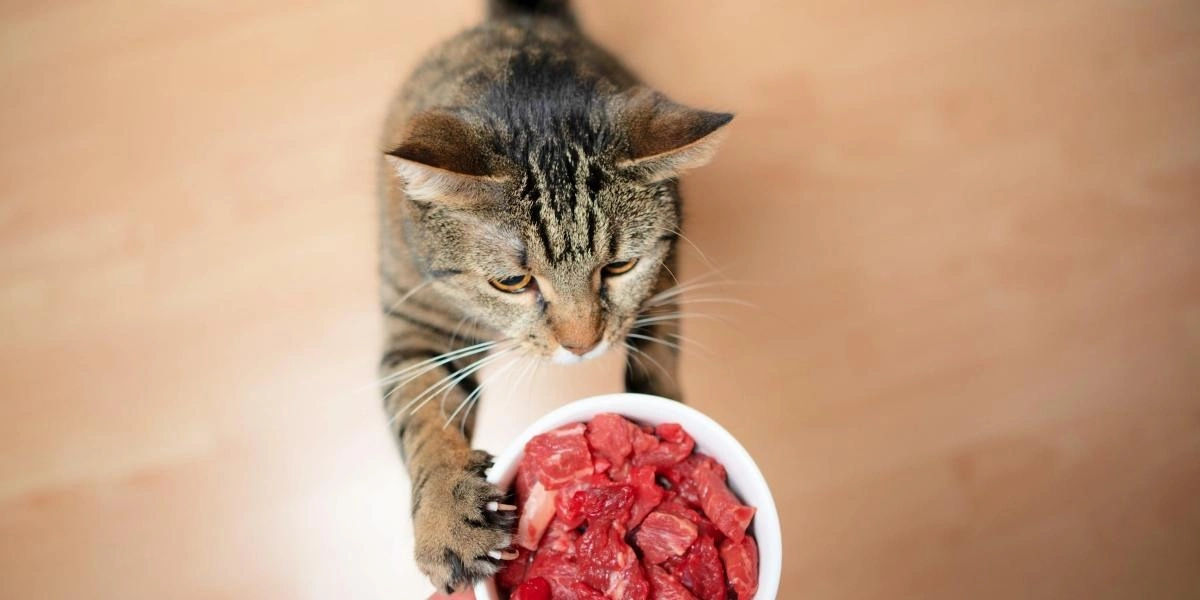 Alimento seguro que puede comer tu gato - AprendeCat