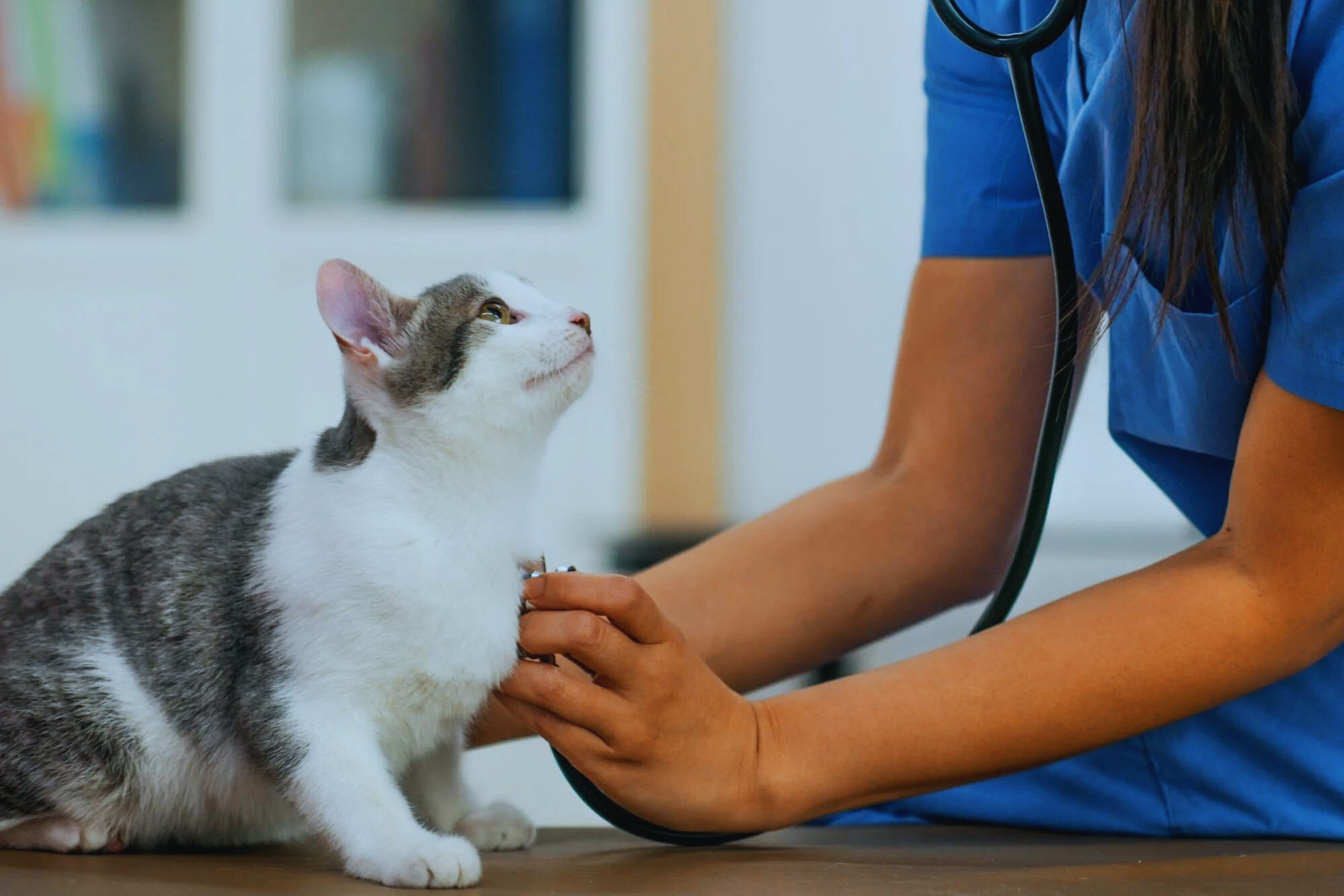 Todo sobre la panleucopenia moquillo felino - AprendeCat