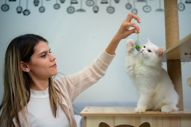 Actividades que tu Gato Adorara hacer contigo - AprendeCat